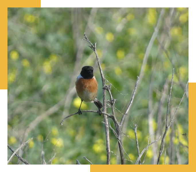IMG_H_BIRD_W_F IMG_H_BIRD_W_F